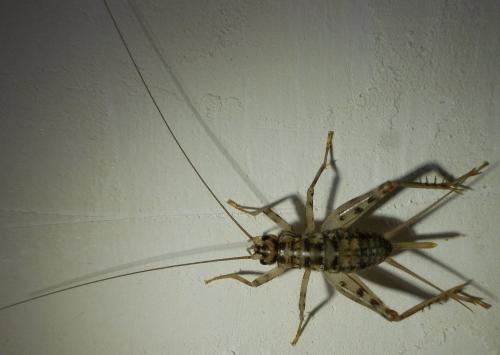 Gryllomorpha dalmatina dalmatina